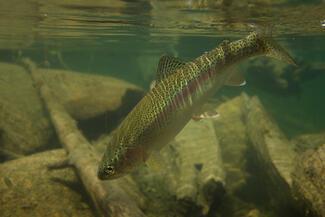 flyfishing photography