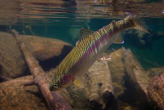 flyfishing photography