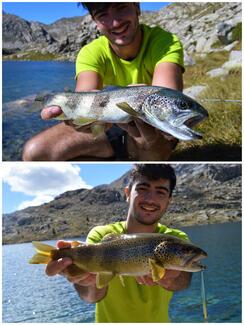 pêche fario pyrénées