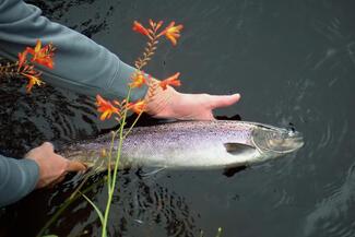 Pêche Irlande Saumon