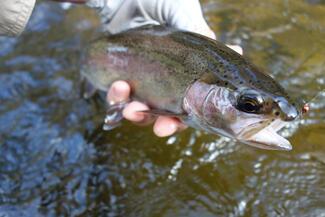 Pêche Tasmanie