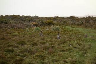 wallabies