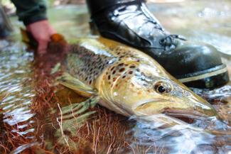 Patagonia Danner boots