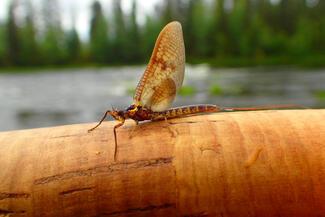 pêche Laponie