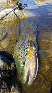 pêche grosse truite