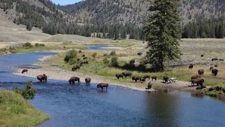 Au milieu des bisons dans le parc du Yellowstone