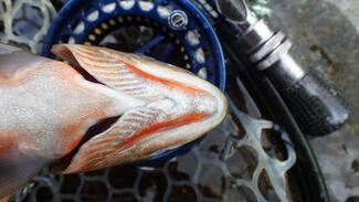 cutthroat