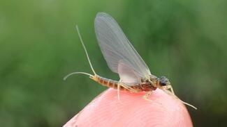 pêche à la mouche Ecosse