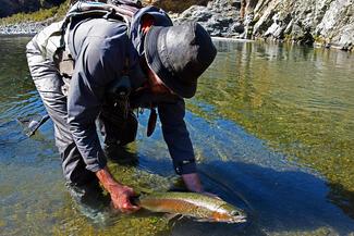 photo-truite-nz-peche-mouche