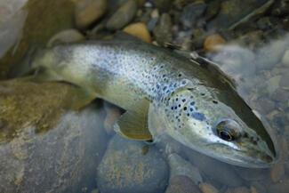 A la recherche des grosses truites farios des Pyrénées espagnoles