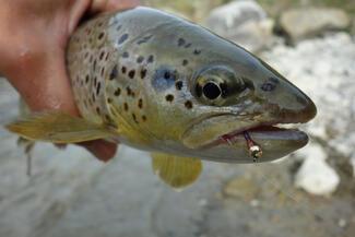 pêche truite nymphe Atsuko 