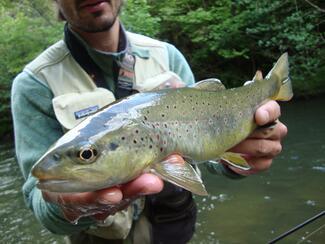 pêche truite Lot