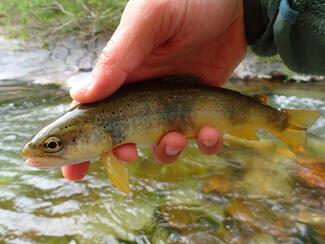 pêche mouche Lozère