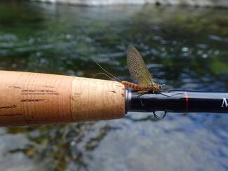 pêche mouche Lozère