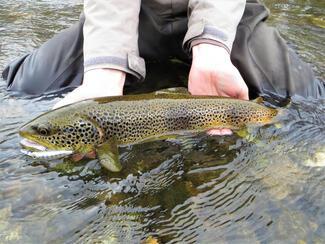 Pêche truite aux leurres