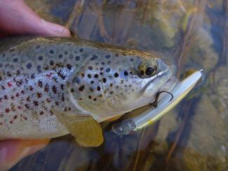 pêche truite leurre