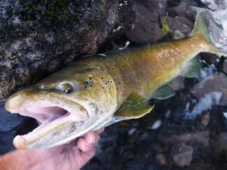 Pêche des grosses truites