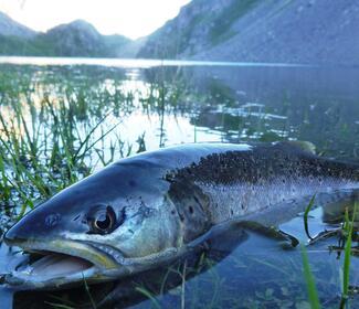 pêche grosse fario