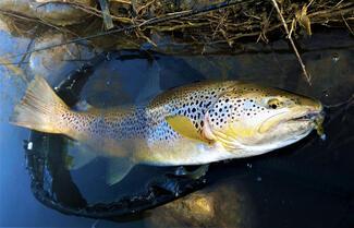 pêche truite leurre souple