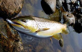 pêche truite leurre souple