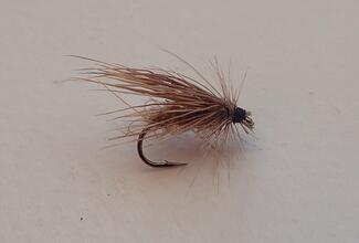 sedge chevreuil