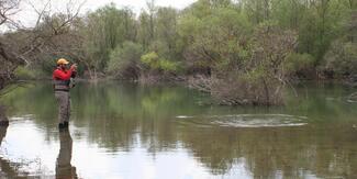 pêche barbeau