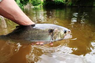 pêche alose