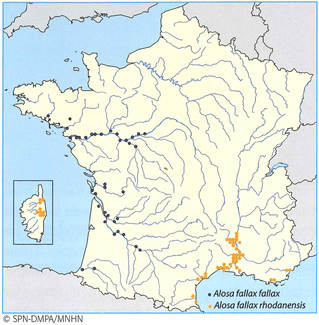 pêche alose