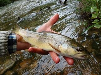 Pêche Lozère