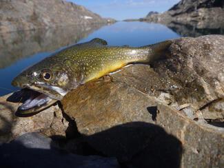 pêche lac pyrénées