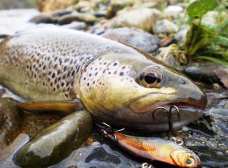 Pêche au poisson nageur