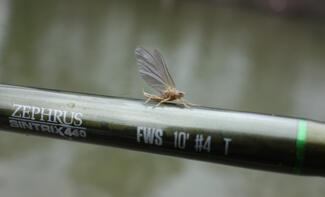 pêche mouche sèche