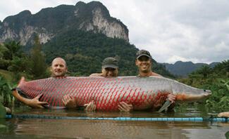 Arapaima