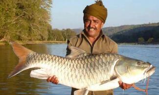 mahseer