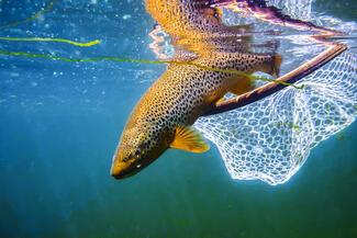 Brown Trout