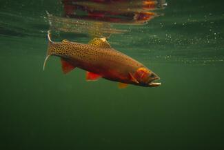 Cutthroat trout