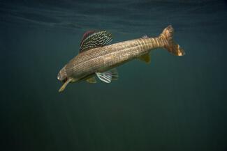 Artic grayling