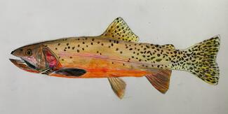 Cutthroat Trout