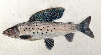 Artic grayling