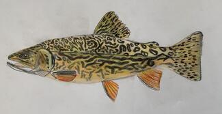 Tiger trout