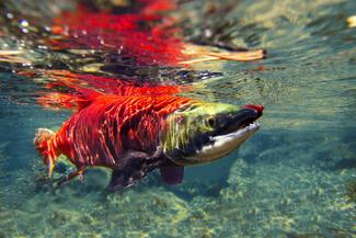 Kokanee Salmon