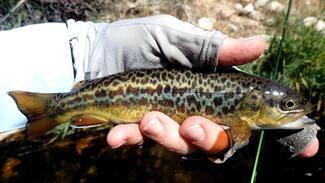 Tiger trout