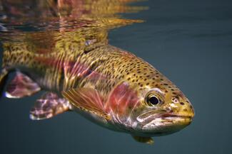 Rainbow trout