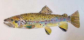 Brown Trout