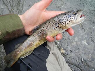 Chasse Verdon