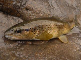 pêche haut Verdon