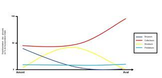 Graphique présentant la répartition des groupes d’invertébrés de l’amont vers l’aval (Crédit Q.Ducreux, d’après R.L.Vannote).