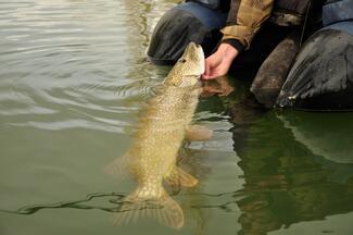 pêche mouche brochet