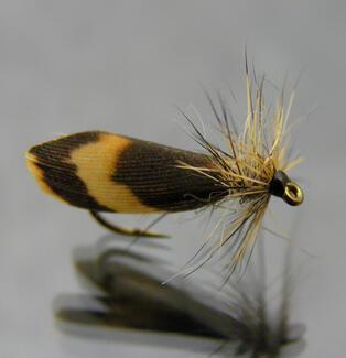 sedge lièvre