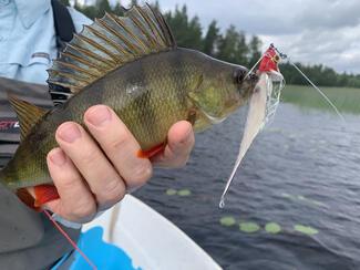 pêche mouche brochet